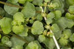 American golden saxifrage